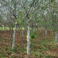 產(chǎn)地直銷7公分的垂絲海棠，大量現(xiàn)貨