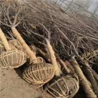 早櫻的批發(fā)價(jià)格是多少錢(qián)？