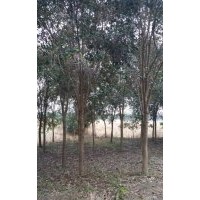 大量供應(yīng)各種規(guī)格大葉女貞女貞批發(fā)價格