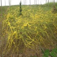 60公分連翹大苗的價格_現(xiàn)貨直銷