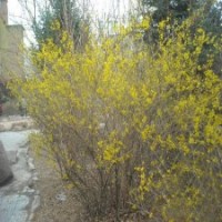 江蘇基地連翹圖片及連翹的市場價格