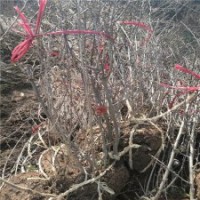 高70公分貼梗海棠的裝車價格_都是精品