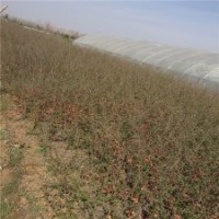 哪里供應(yīng)的貼梗海棠規(guī)格？