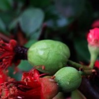 哪里供應(yīng)花期最常的貼梗海棠花？