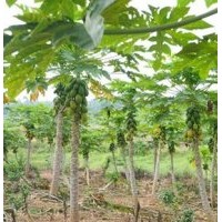 供應(yīng)五角楓，各種規(guī)格五角楓，樹形好