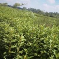 150公分高紅王子錦帶花的批發(fā)價格