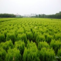 20公分灑金柏小苗的批發(fā)價(jià)格