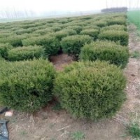 3米高刺柏_江蘇基地批發(fā)價(jià)格43元_大量貨源