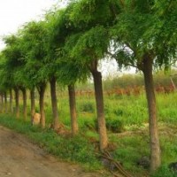 供應3-15公分國槐價格3-15公分國槐樹報價多少,國槐價格介紹