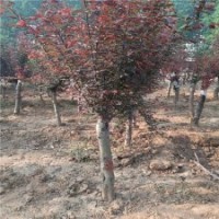 9公分美人梅的裝車價(jià)格，基地直銷