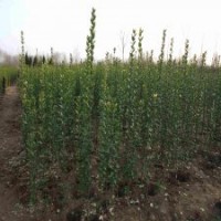 產(chǎn)銷兩旺的北海道黃楊苗，江蘇1.5米價格是5元