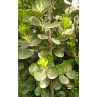 北海道黃楊專供