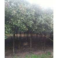 紅葉石楠1.5米定桿4-8公分