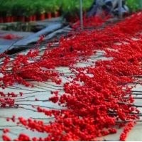 供應(yīng)北美冬青切枝