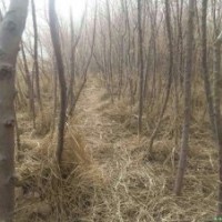 大量1-8公分沙棗樹苗出售