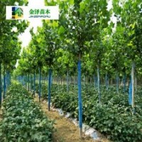 河北法桐樹,法桐樹報價,10公分法桐樹