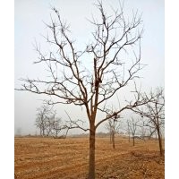 12公分柿子樹價格（苗木價格）