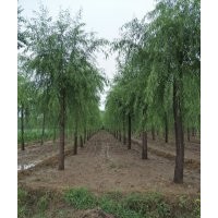 12公分垂柳價格（工程苗木）