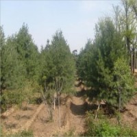 白皮松苗 特價銷售白皮松 白皮松苗 直銷泰安白皮松