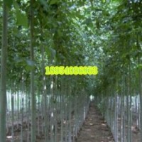 濟(jì)寧綠化苗木基地長(zhǎng)期供應(yīng)3到40公分白蠟