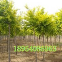 3到20公分金枝槐濟(jì)寧苗木基地長(zhǎng)期供應(yīng)