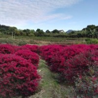 供應(yīng)紅花繼木球