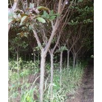 紫葉李3至8個(gè)的,西服海堂，4至8的,紅葉李5至7的