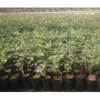 紫斑牡丹種生苗 容器苗