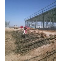 8公分原生一級國槐