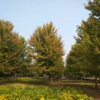 米徑15公分美國紅楓秋火焰精品美國紅楓銀紅槭秋火焰國創(chuàng)園林