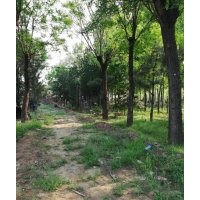 南北欒300棵 各種規(guī)格國槐