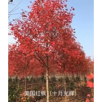 美國(guó)紅楓