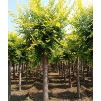 眾興苗木，出售金枝槐，金葉槐，4-15公分。。高接，矮接,火炬1-1