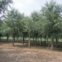 保定旱柳產(chǎn)地