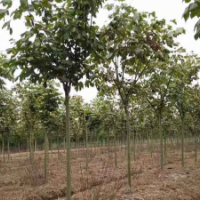 常年銷售供應(yīng)青桐樹價格優(yōu)惠 5-12公分