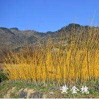 小苗系列——黃金槐小苗