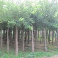 黃柳 黃皮柳 黃柳基地 黃柳小苗 平頭黃柳