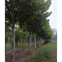 大量銷售國槐、白蠟、法桐