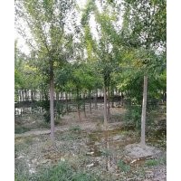 本公司長期供應(yīng)國槐，白蠟，柳樹，毛白楊，等。