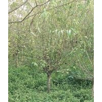 供應3-8公分綠梅