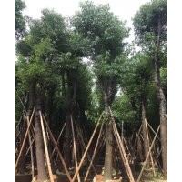 廣東普寧華盛移植香樟基地香樟價格表20公分香樟