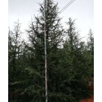 供應(yīng)云南高原雪松耐寒耐旱適應(yīng)性強(qiáng)，各規(guī)格雪松