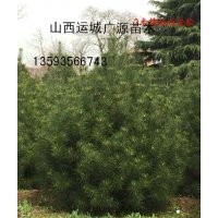 1米白皮松、1米白皮松大量出售