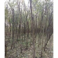 國槐3公分,8公分,15公分