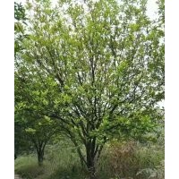 供應(yīng)精品雞爪槭紅楓海棠羽毛楓櫻花桂花無患子