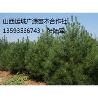 2.5米白皮松低價(jià)出售=2.5米白皮松出售