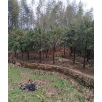 農(nóng)村人種植的南方紅豆杉出售