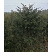 米徑4公分南方紅豆杉