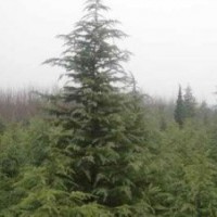 苗圃直銷1米2米雪松價格，南京雪松產(chǎn)地