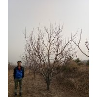 八棱海棠樹(shù)2019報(bào)價(jià) 八棱海棠春季修建管理